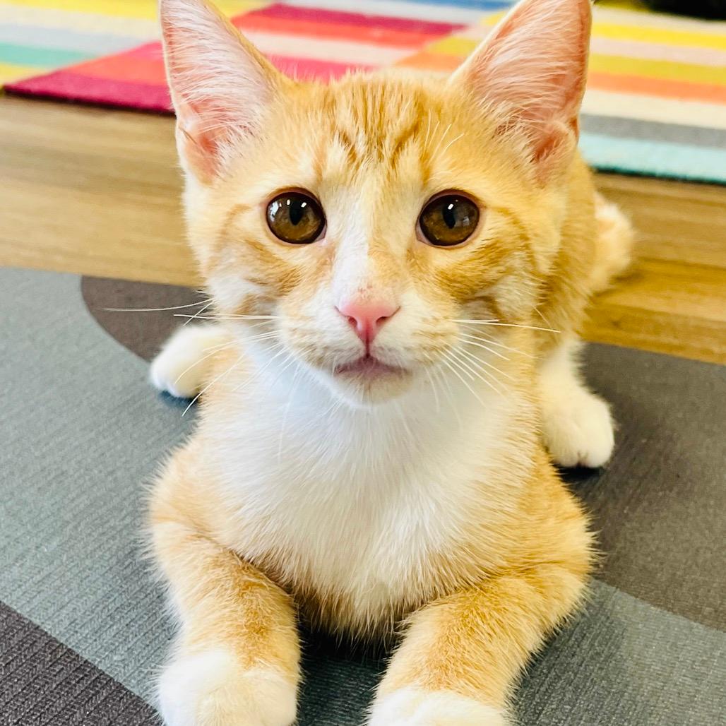 Whiskey