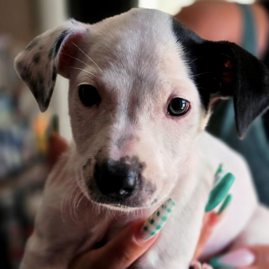Kahlua