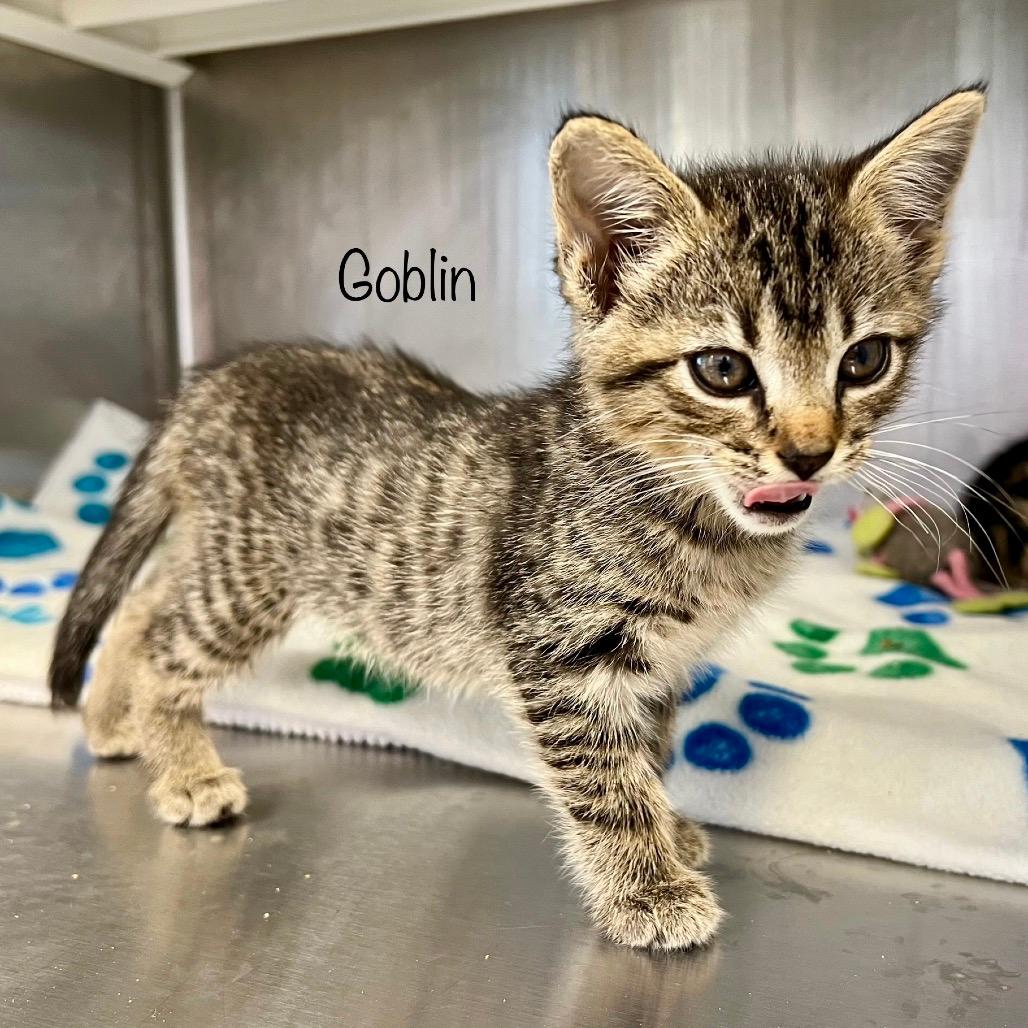 Goblin (Biggie)