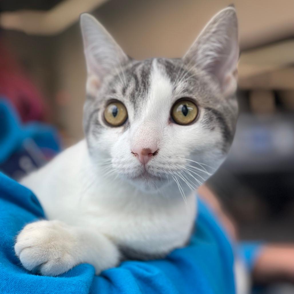 Igloo (A/L Kitten 7- Grey tabby w/small forehead stripe)