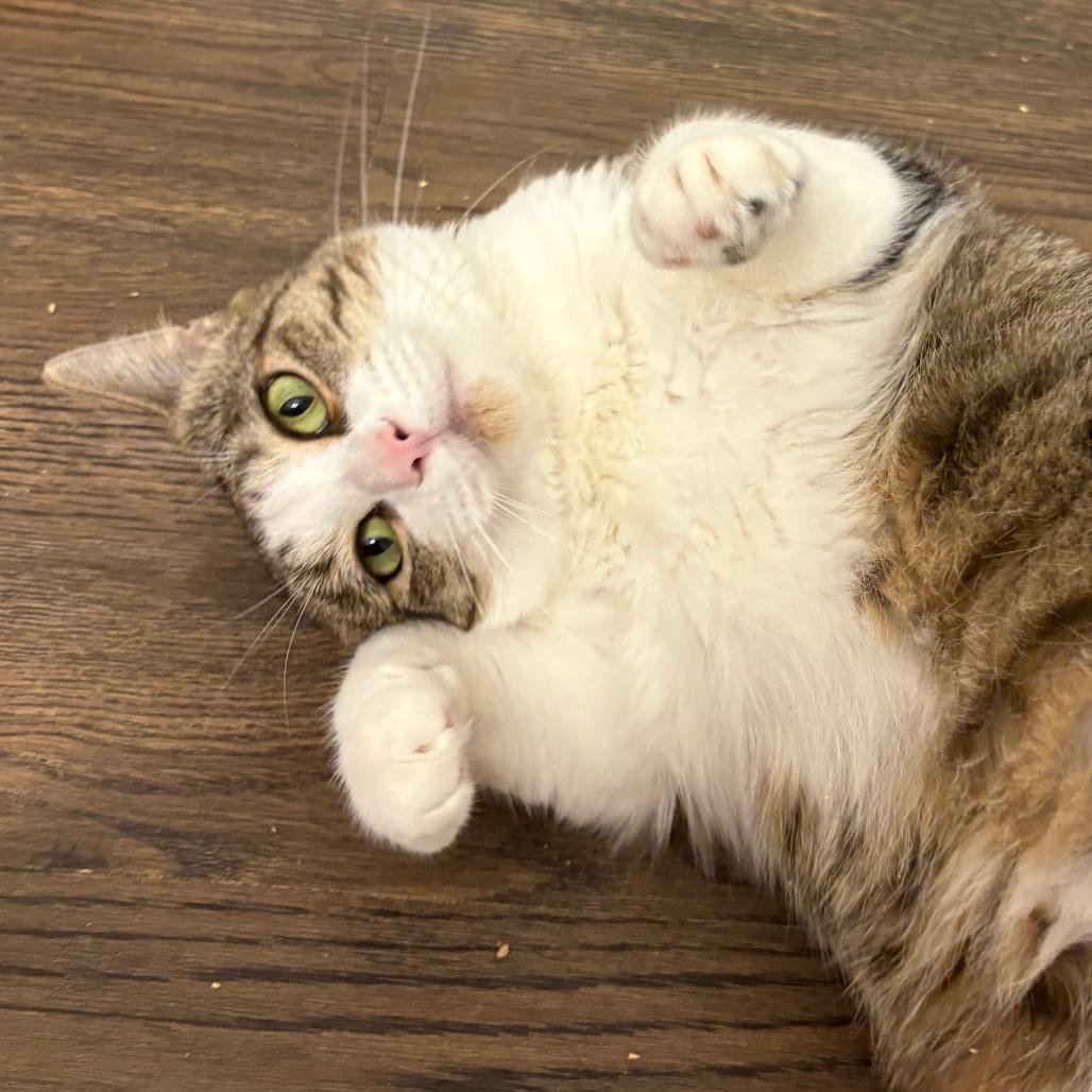 Mittens