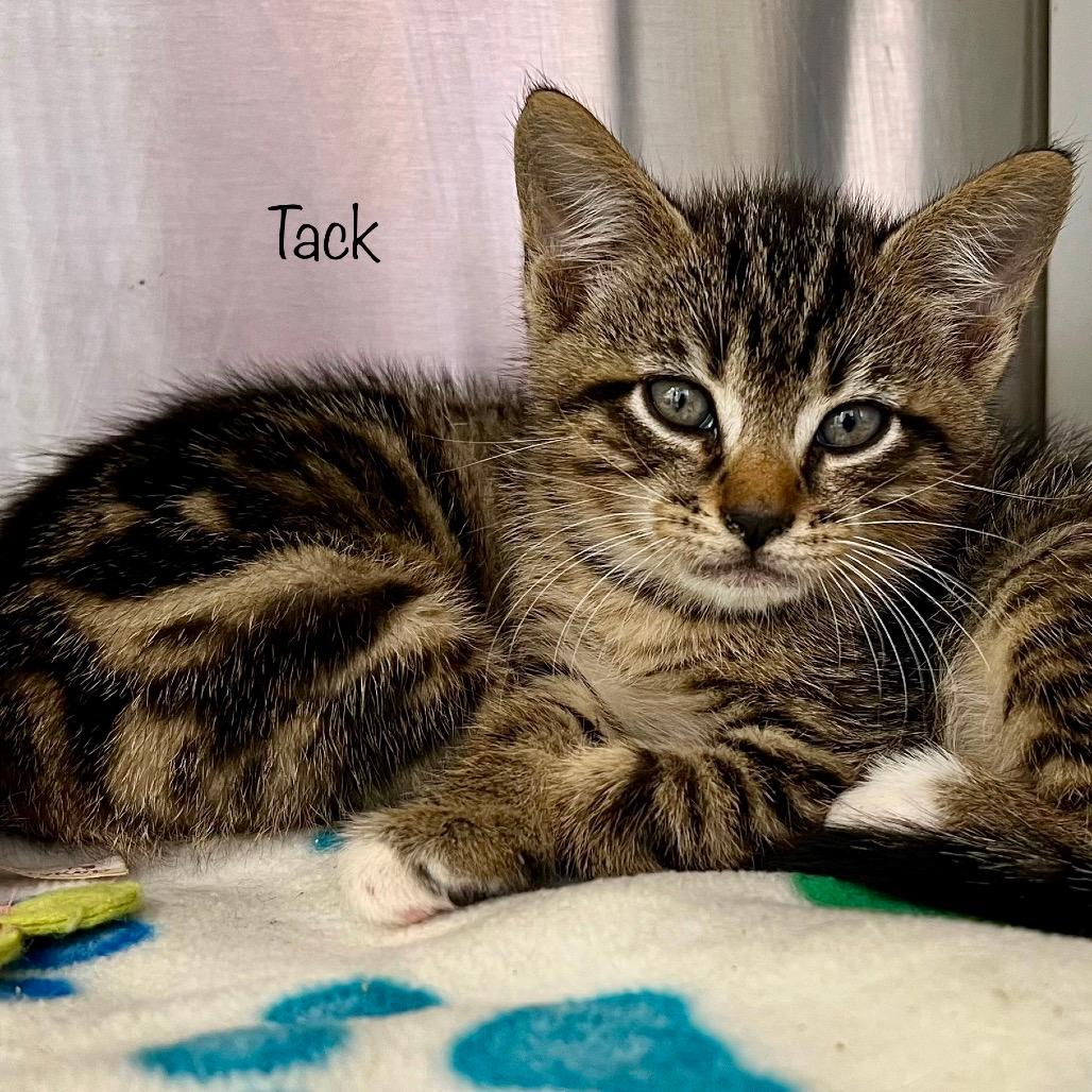 Tack (Bengal)