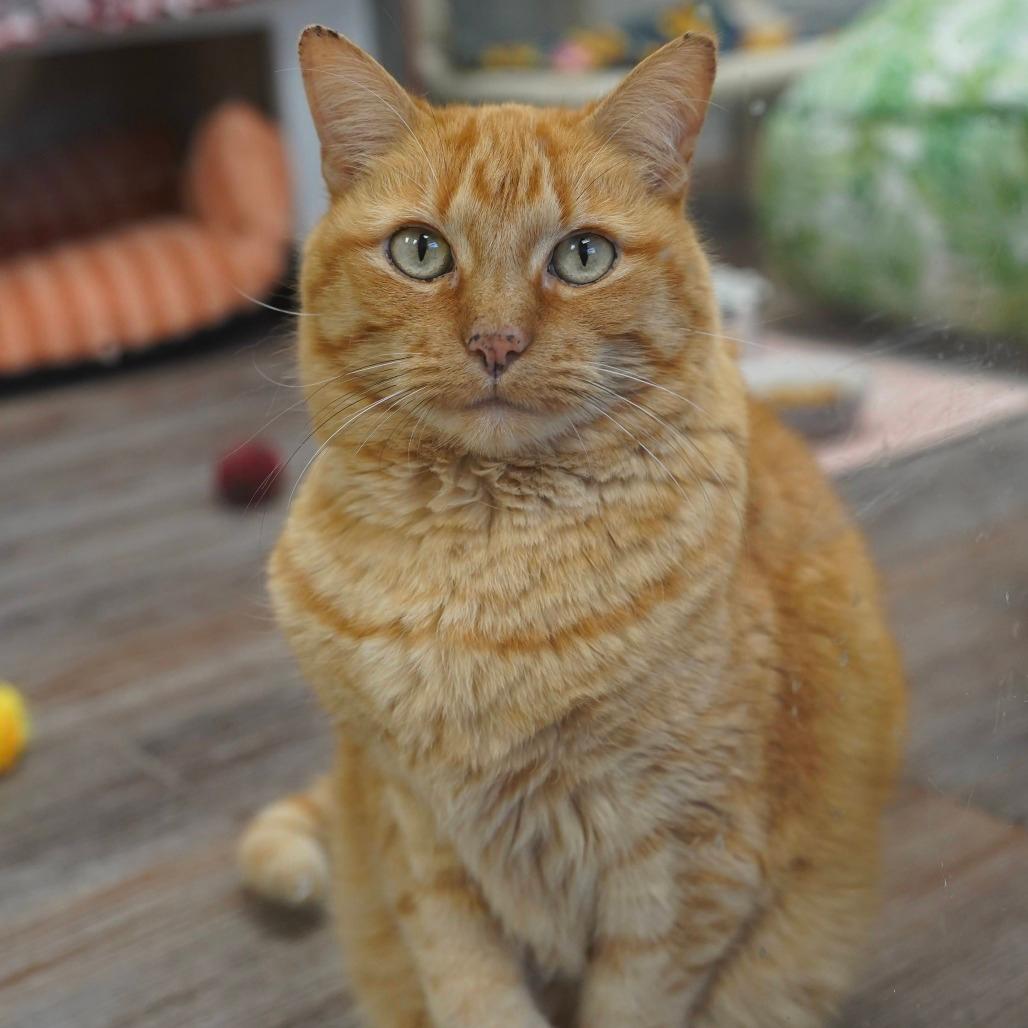 Firestar