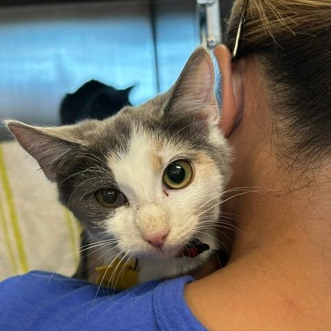 Annie-In Foster-Tiny Spirit Kitten