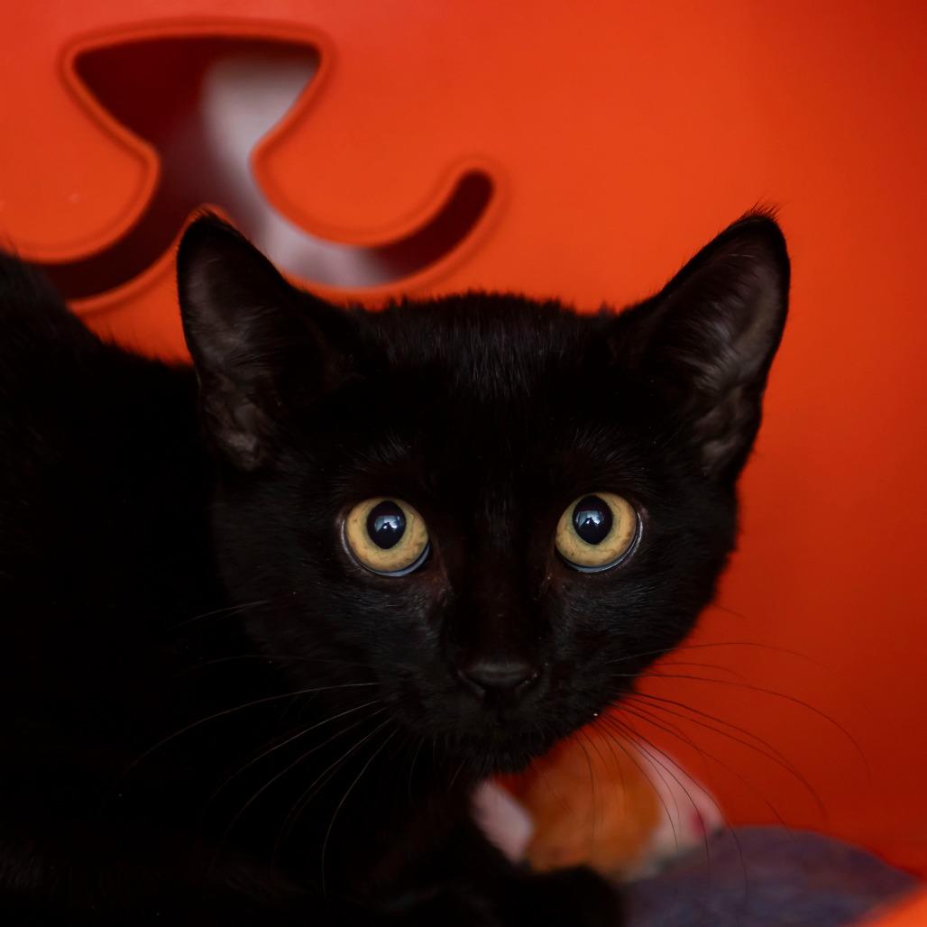 Elvira