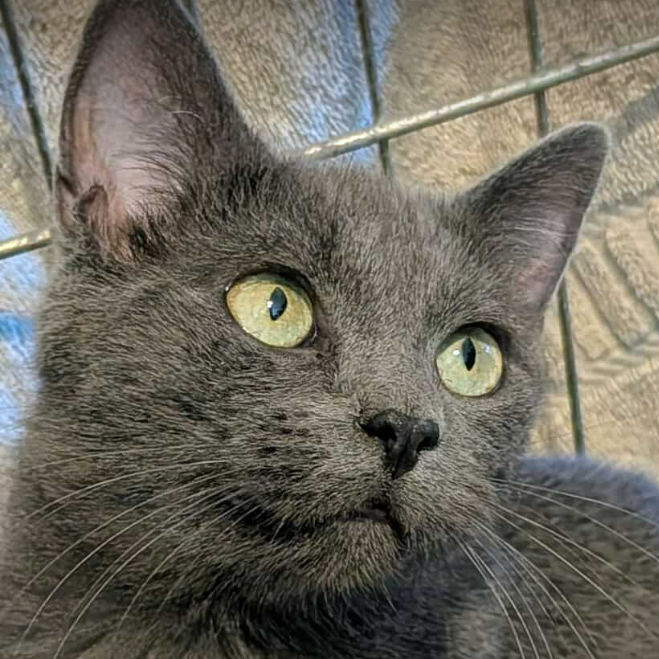 Sadie (25-4780)