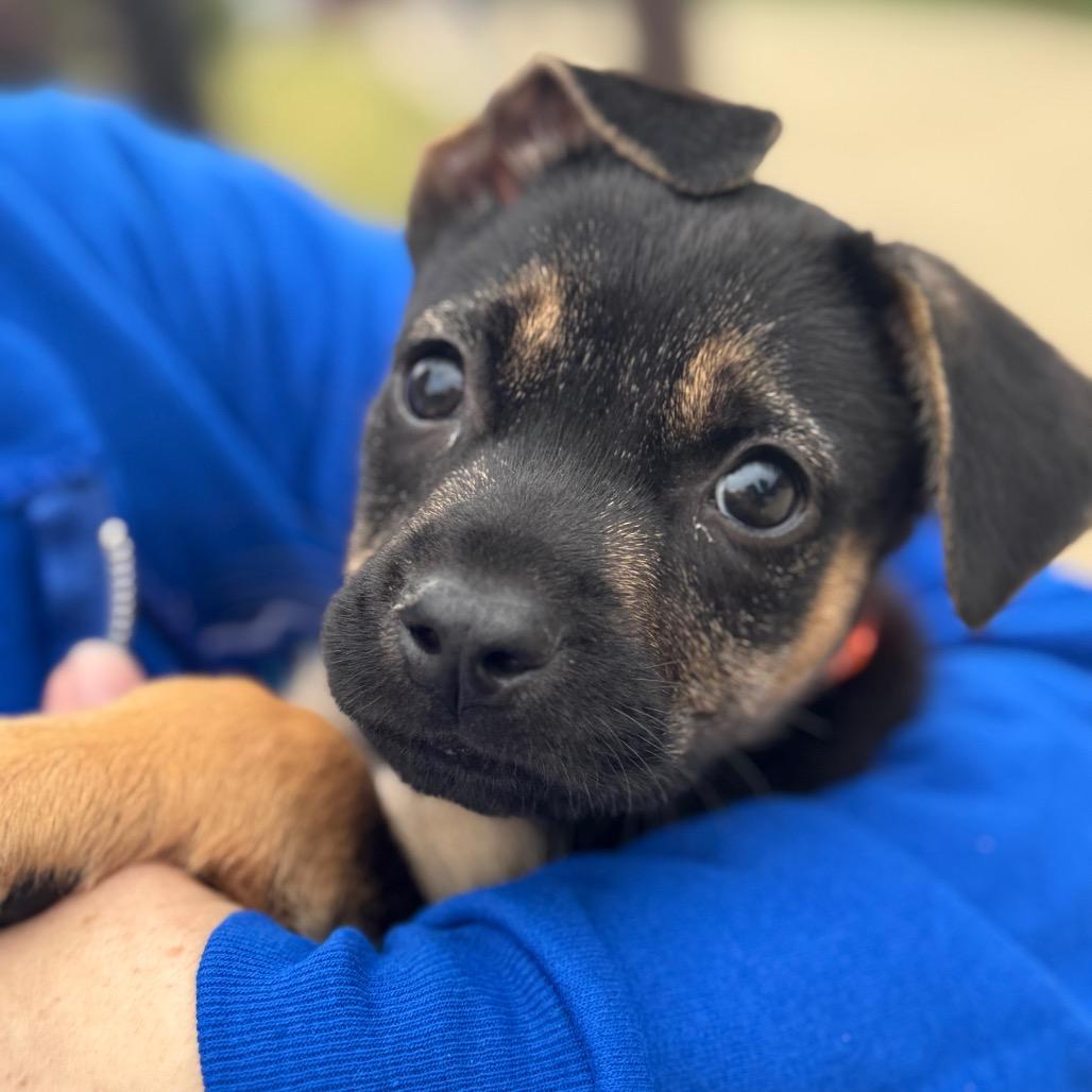 Silk Velvet Pup