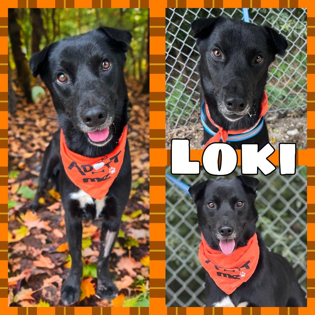 Loki