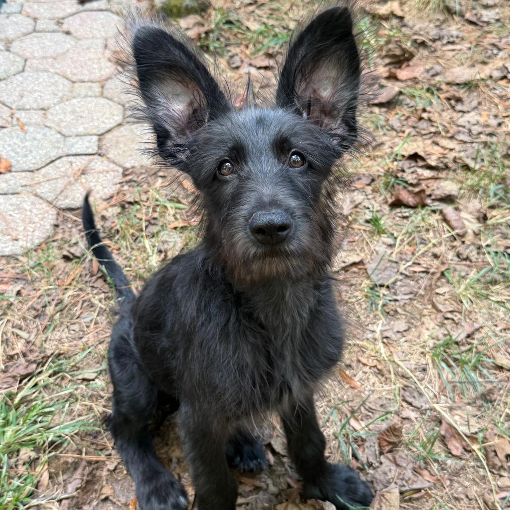 Auggie