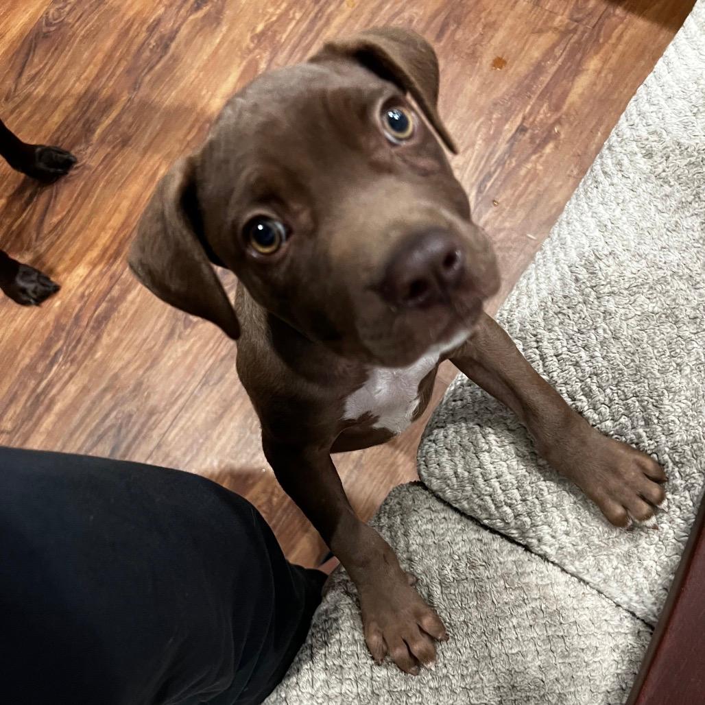 Hazel