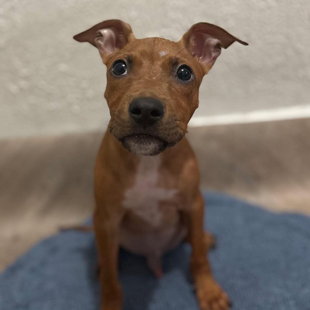 Fritz aka Scrappy Doo