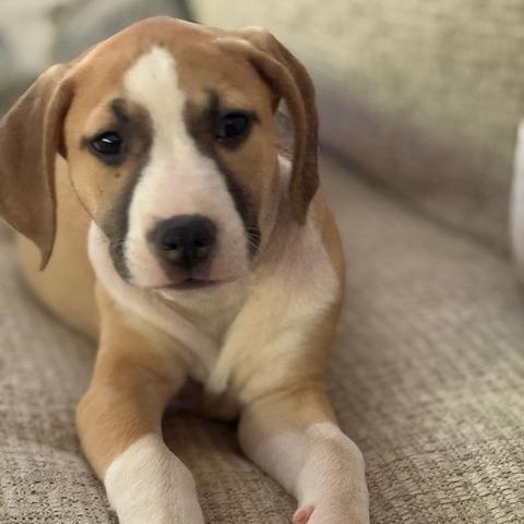 Zoe
