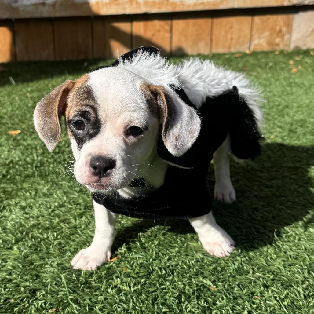 Pepper