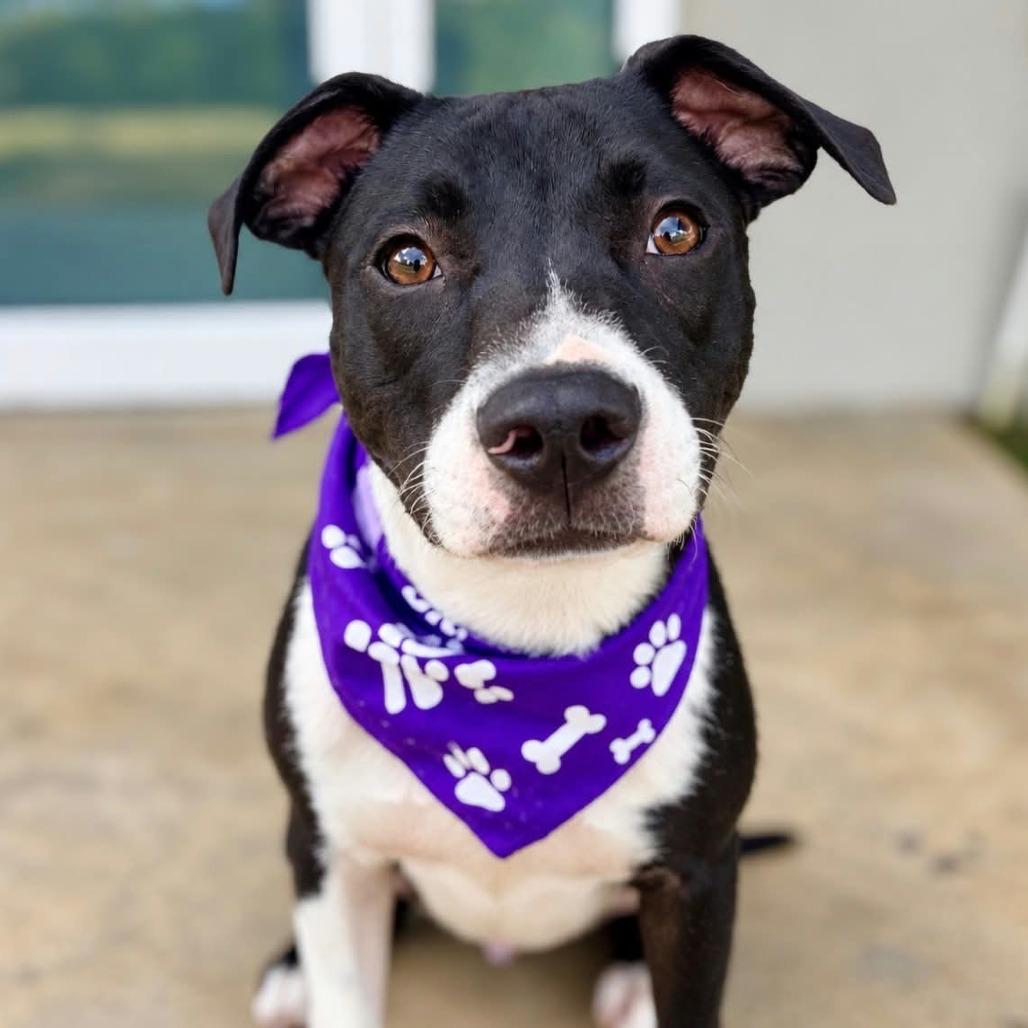 Sinatra (frank)