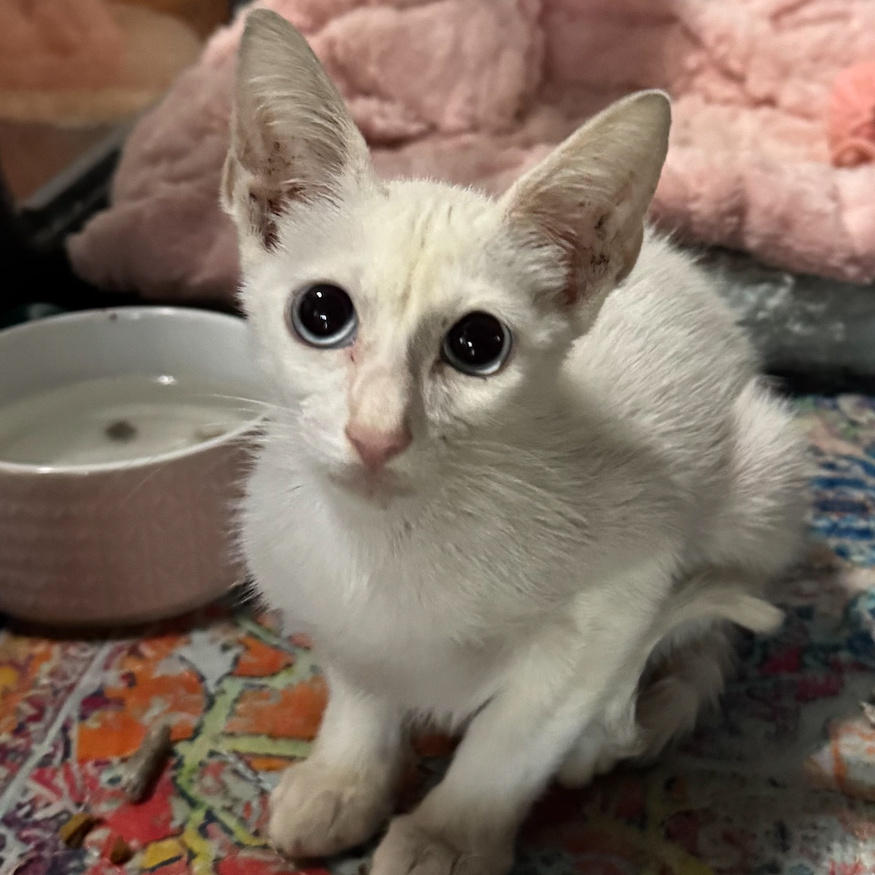 Elsa