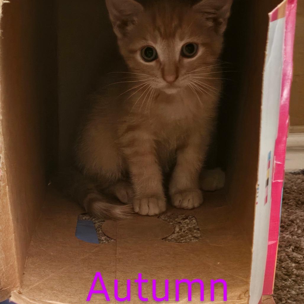 Autumn