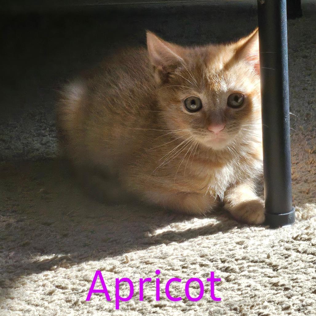 Apricot