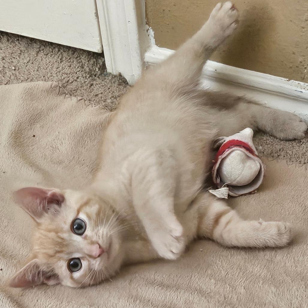 Cheetoe