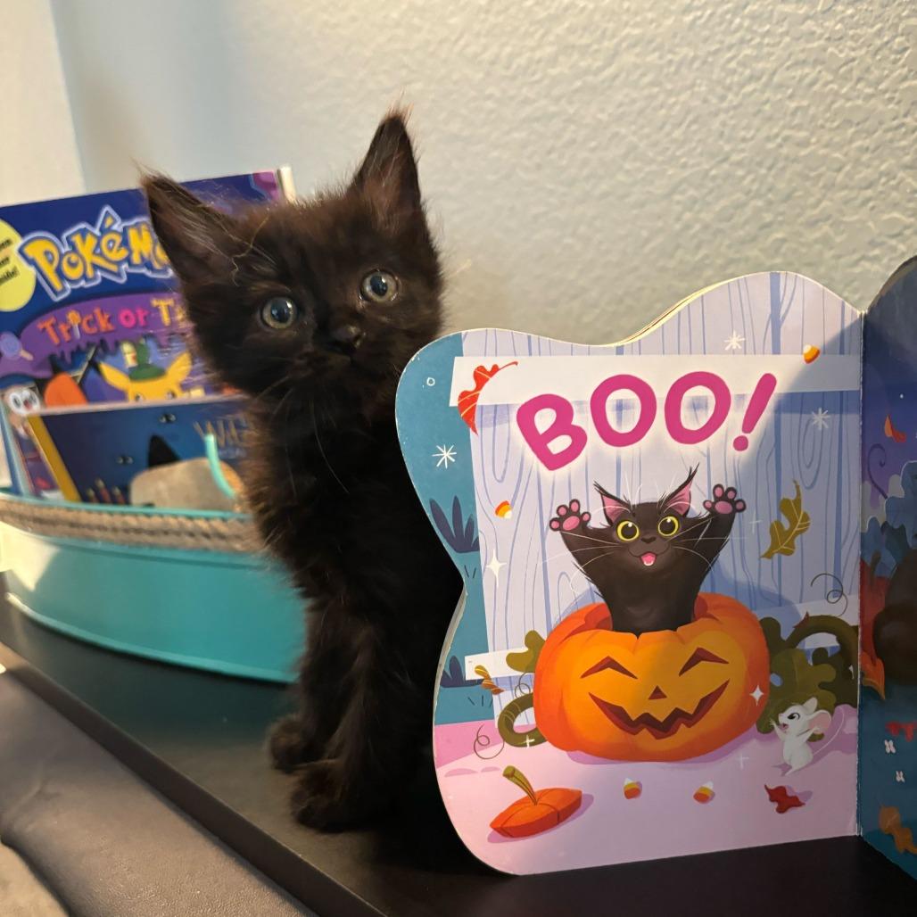Boo