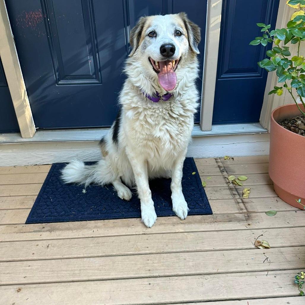 Gemma (Formerly Bailey 18-0205)