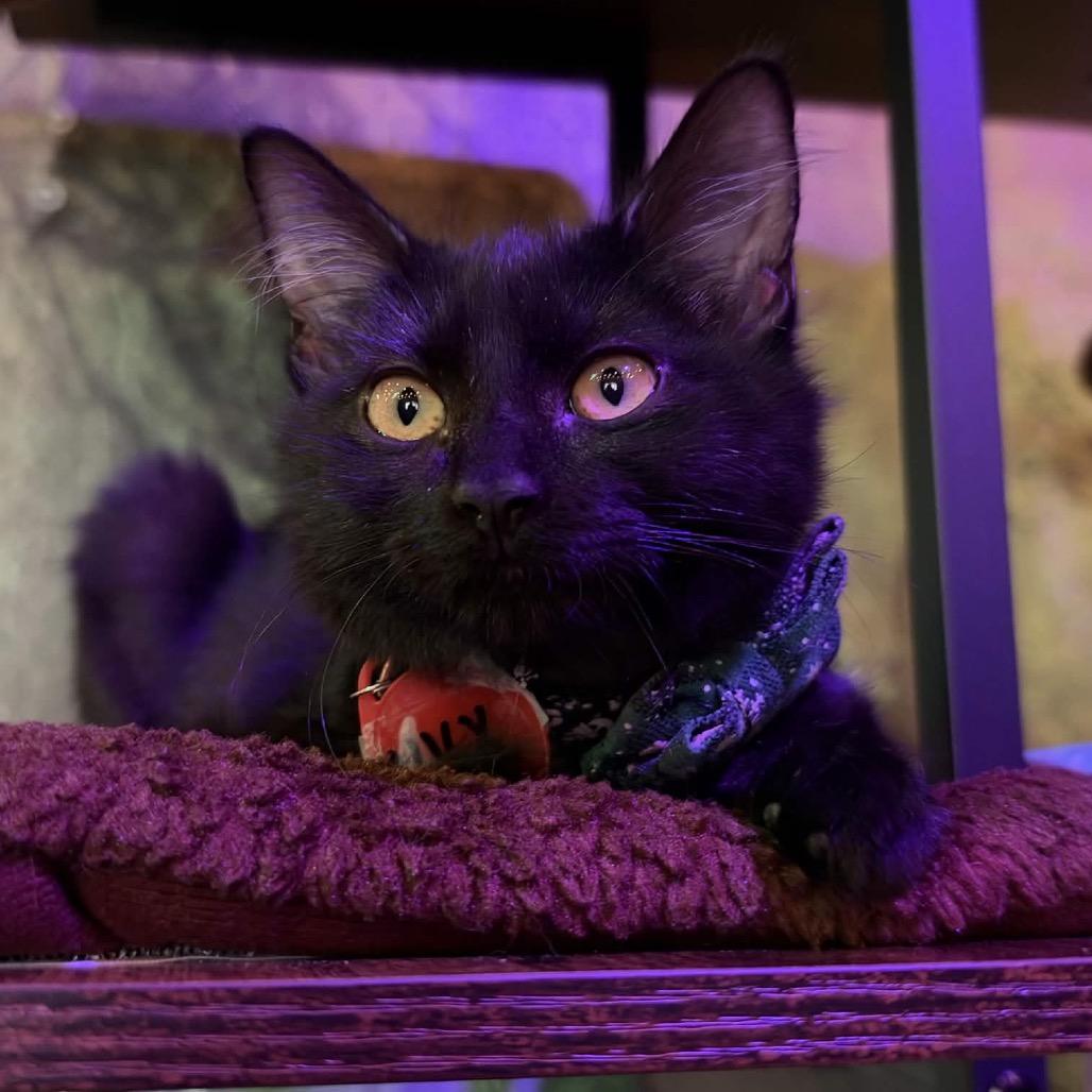 Nyx (cat cafe adoption)