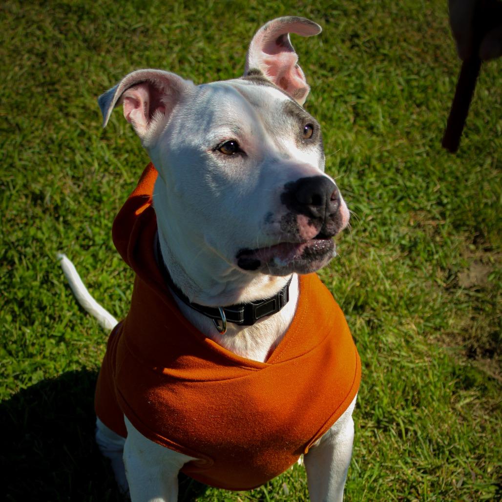 Elmer Fudd (Zeus) 