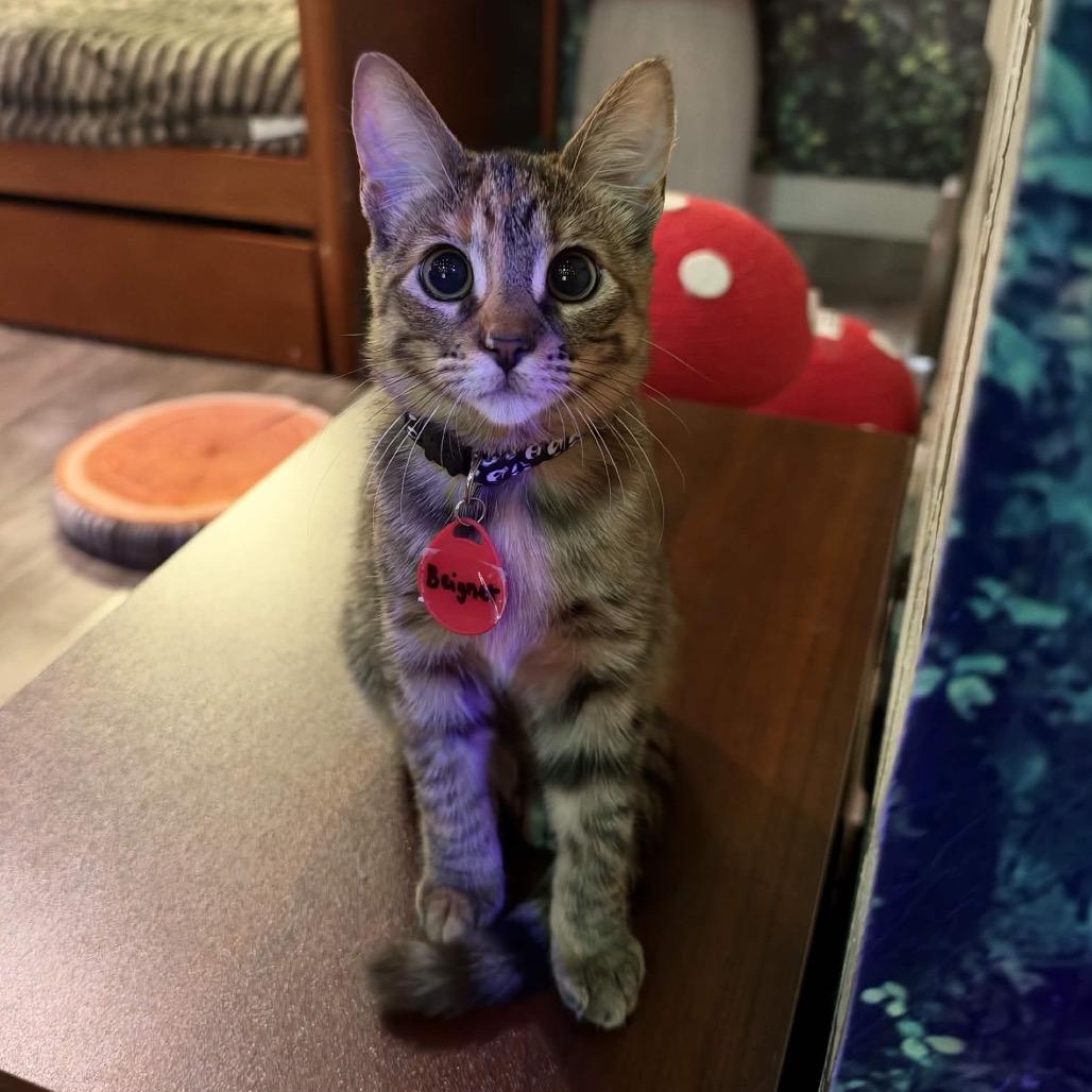 Beignet (Cat cafe adoption)