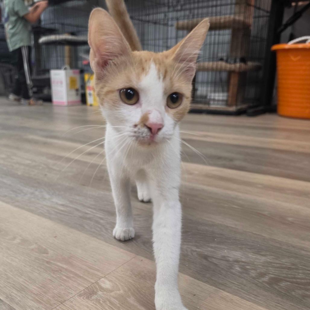 Kiki