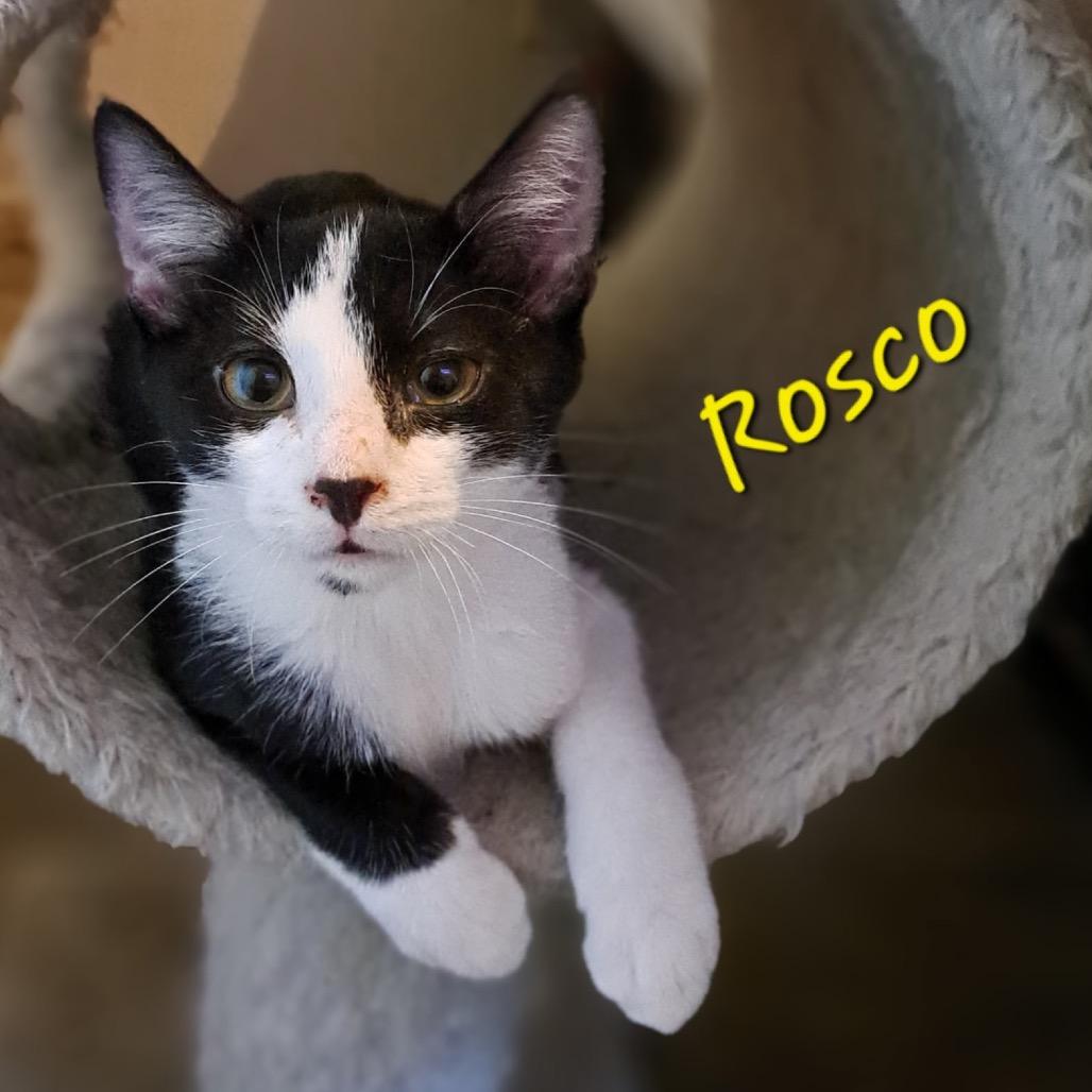 Roscoe
