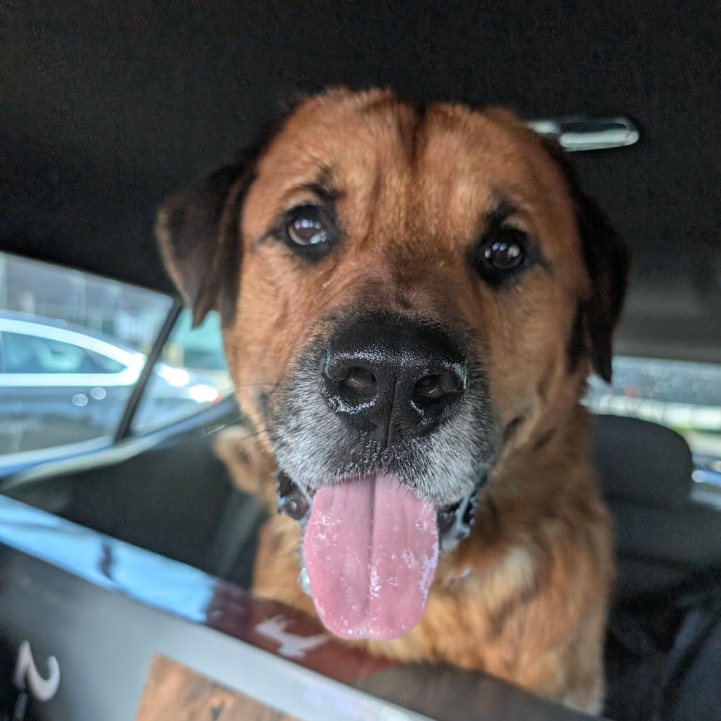 Clipper - Fee Sponsored