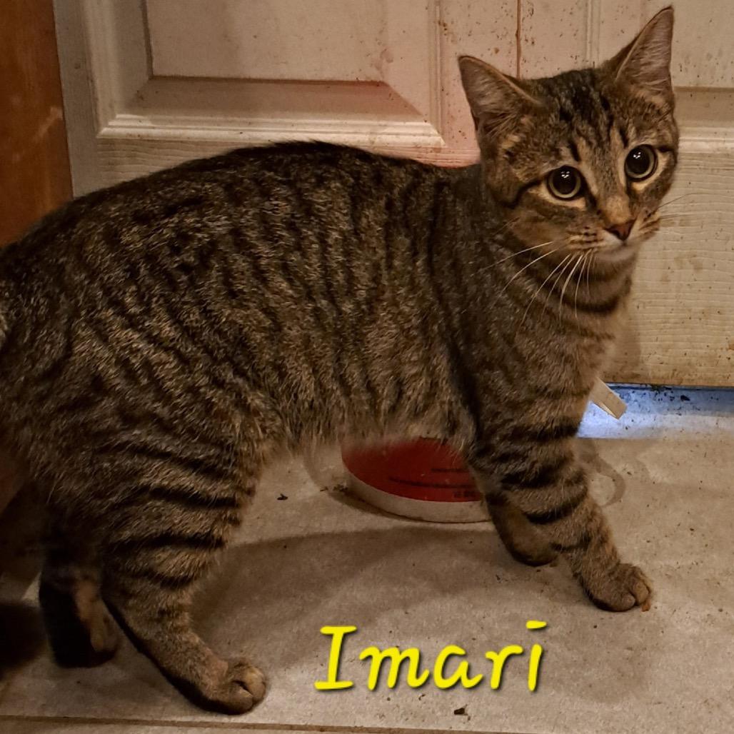 Imari