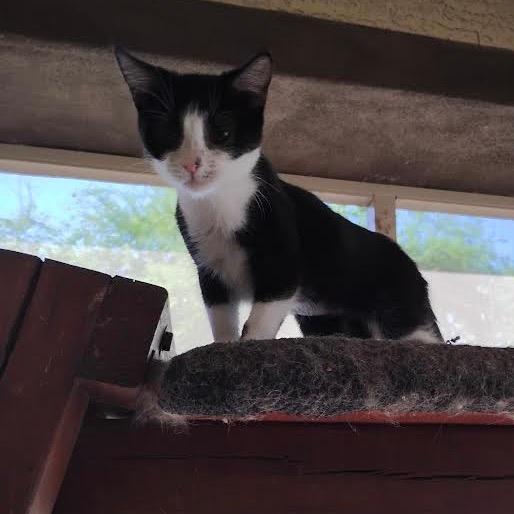 Generic Pretend Kitty