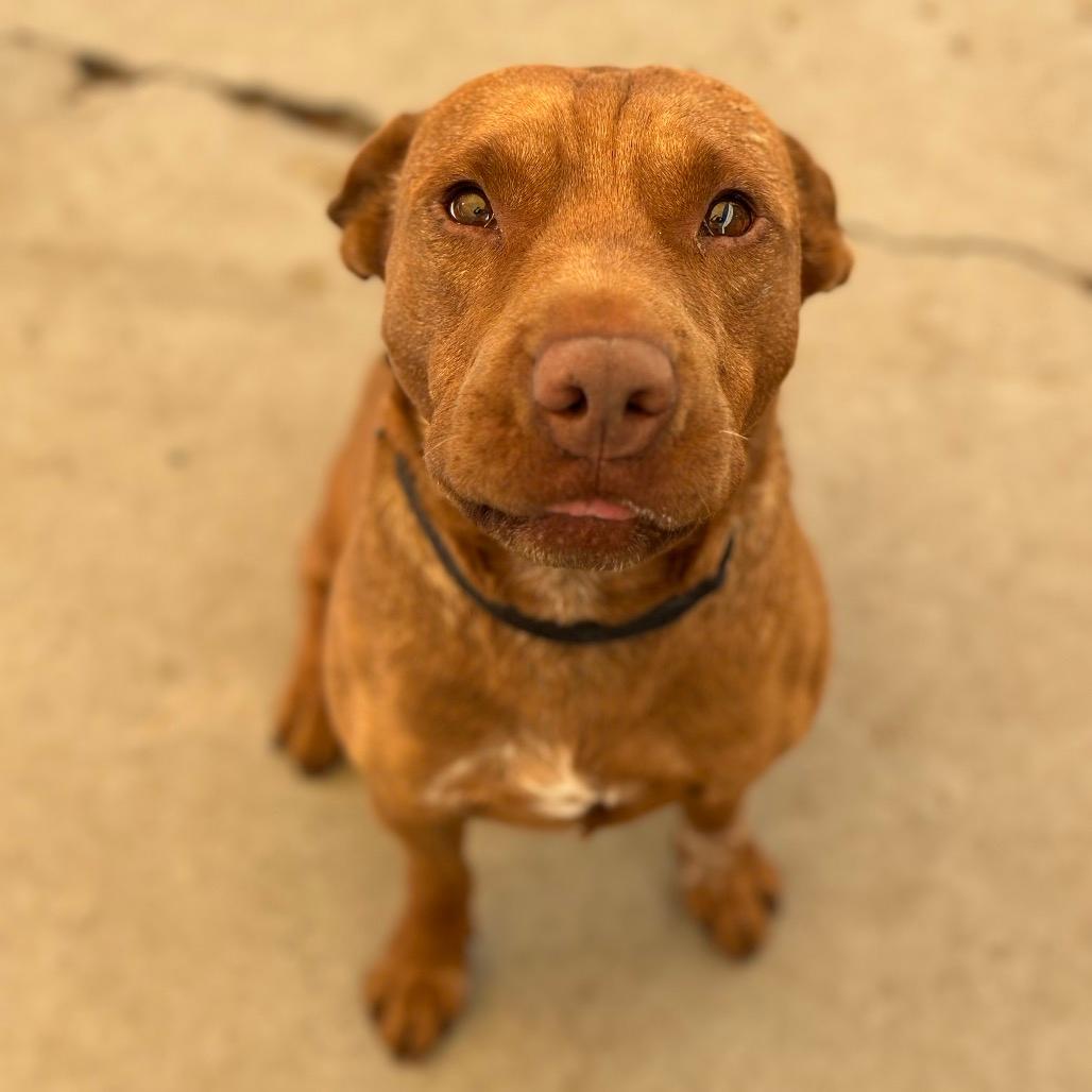 Duke
