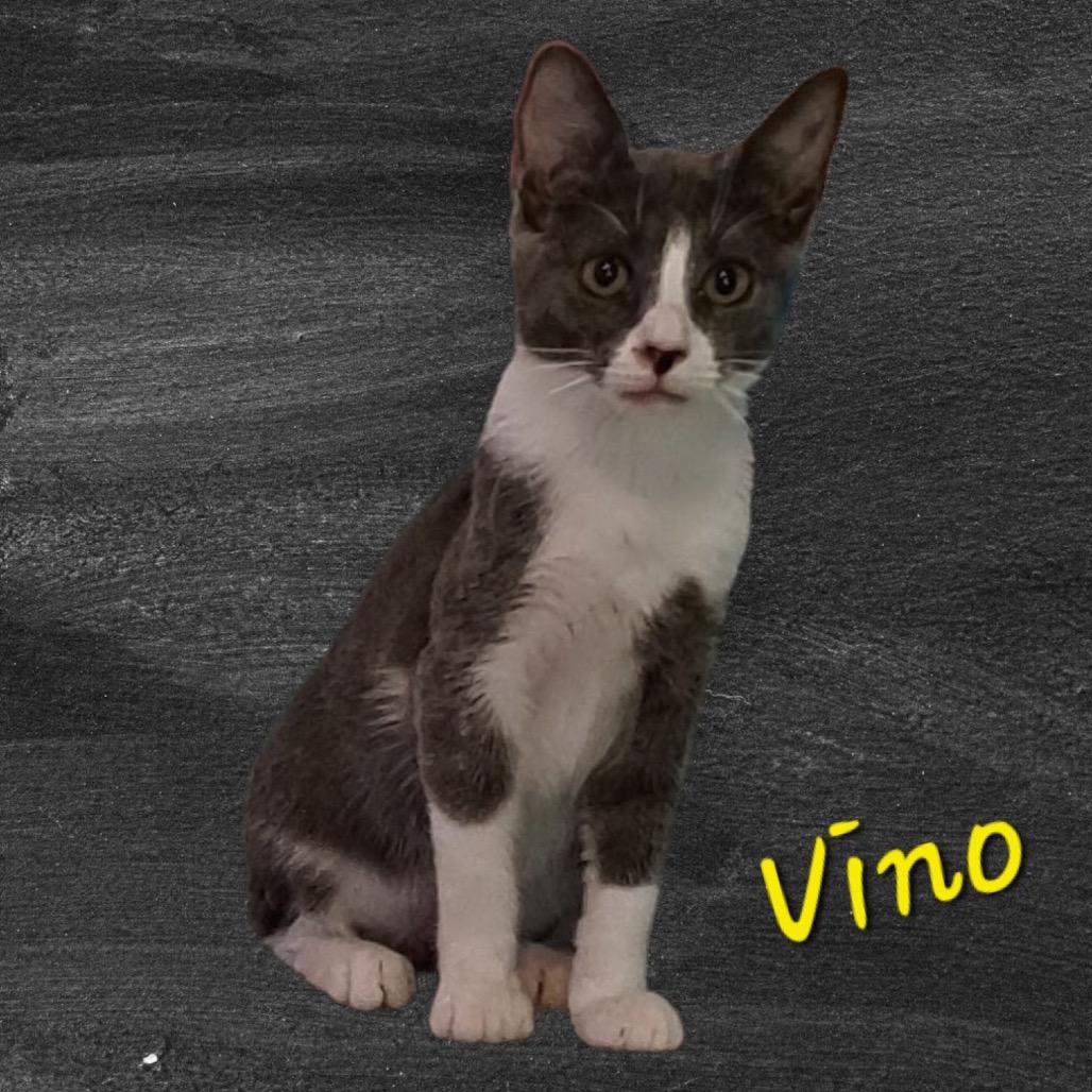 Vino