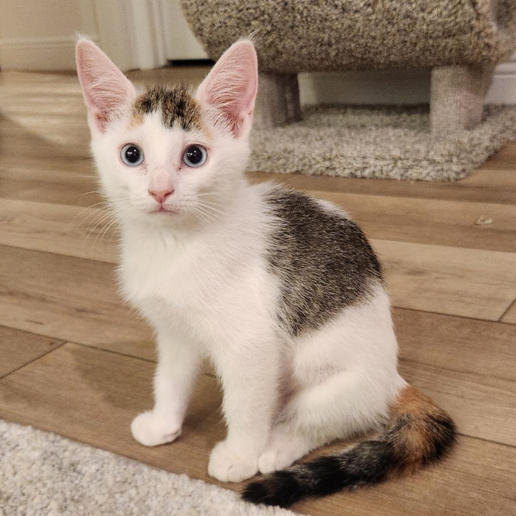 Pixel