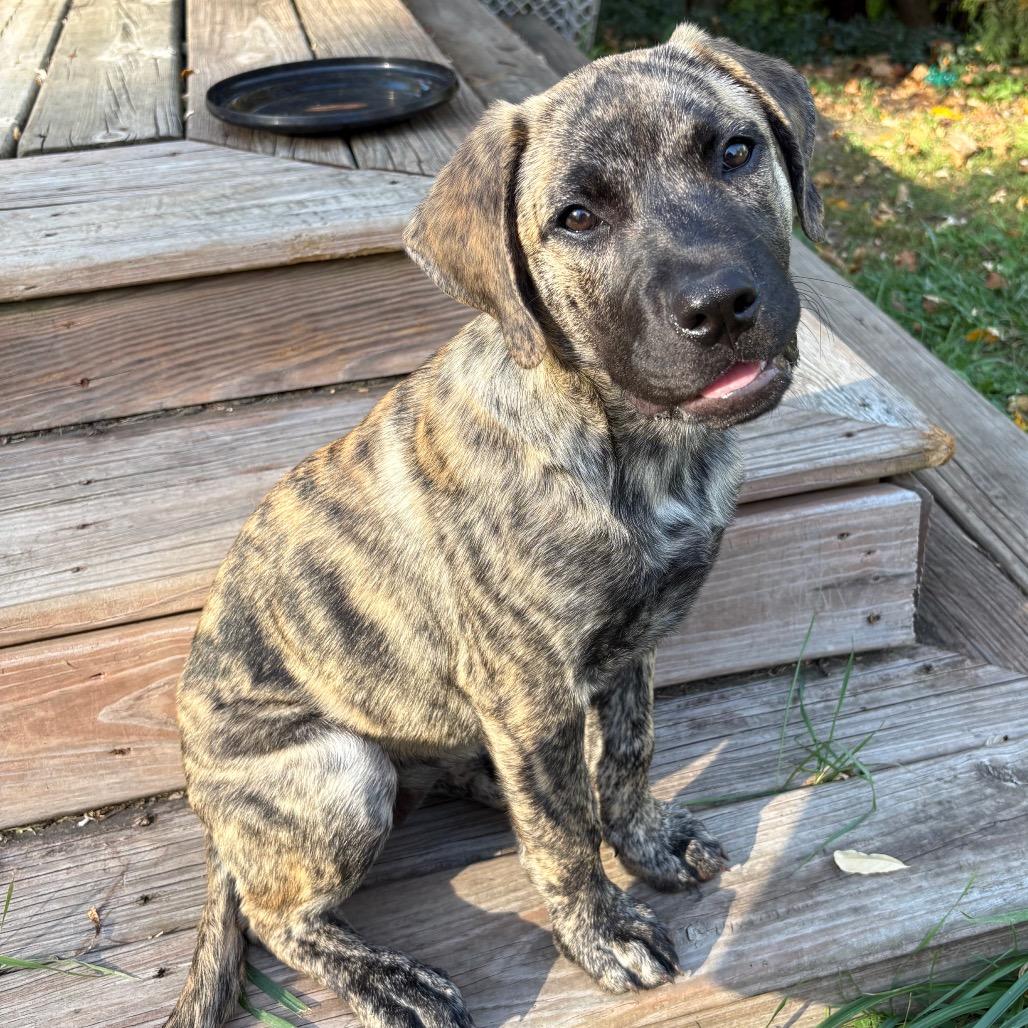 Oakleigh