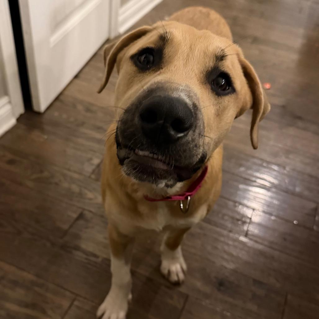 Beau
