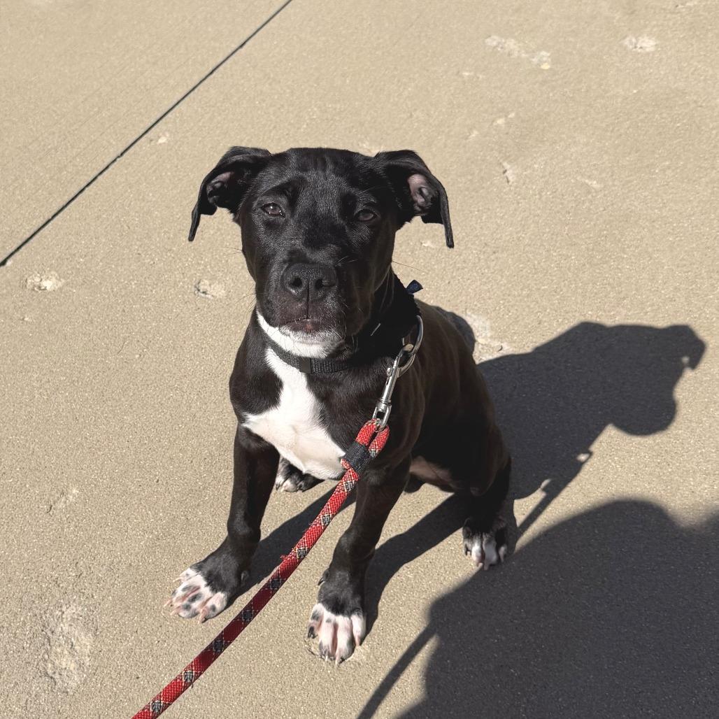 Zorro