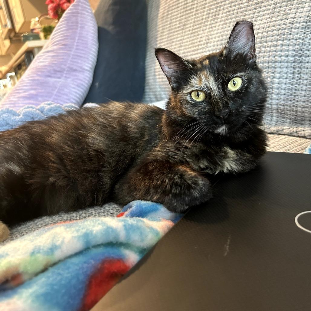 Priscilla