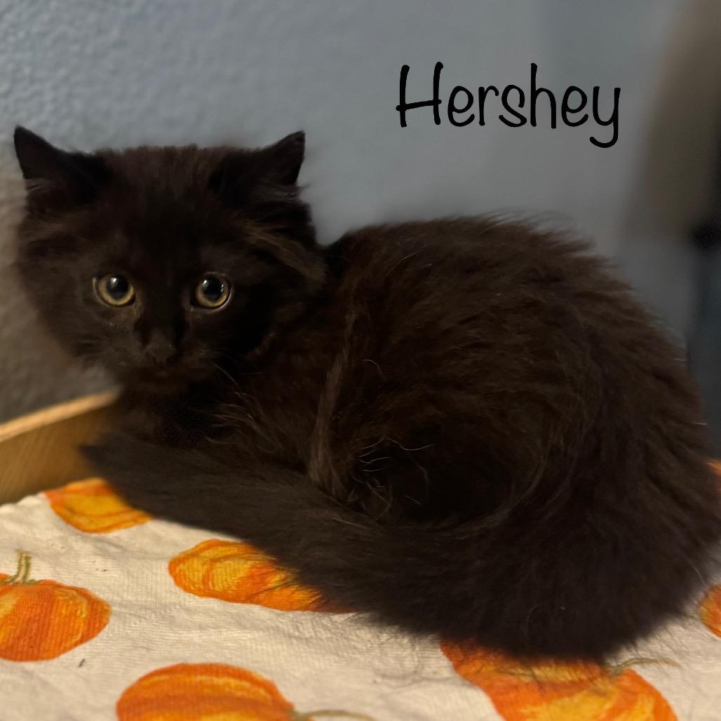 Hershey