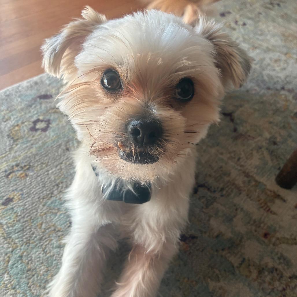 Little Bear