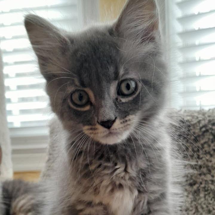 Venti