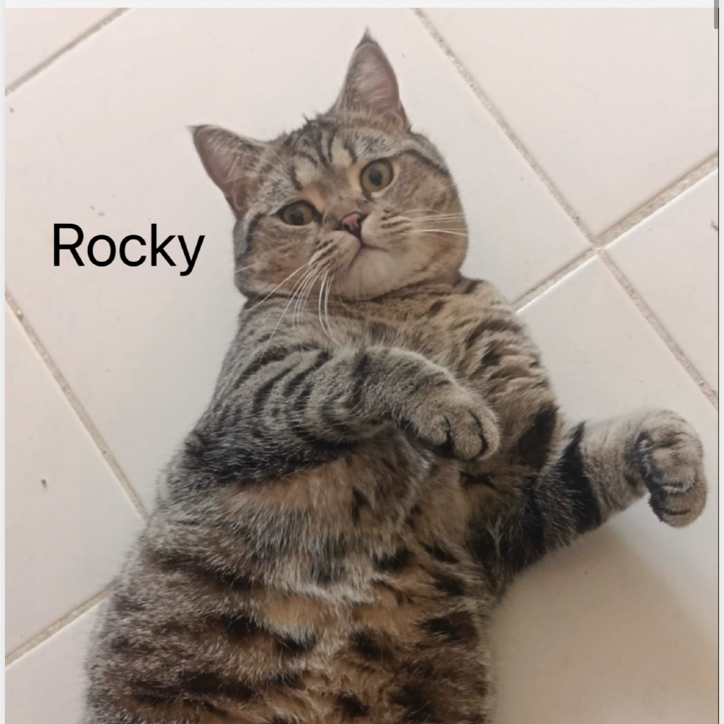 Rocky - Kuwait