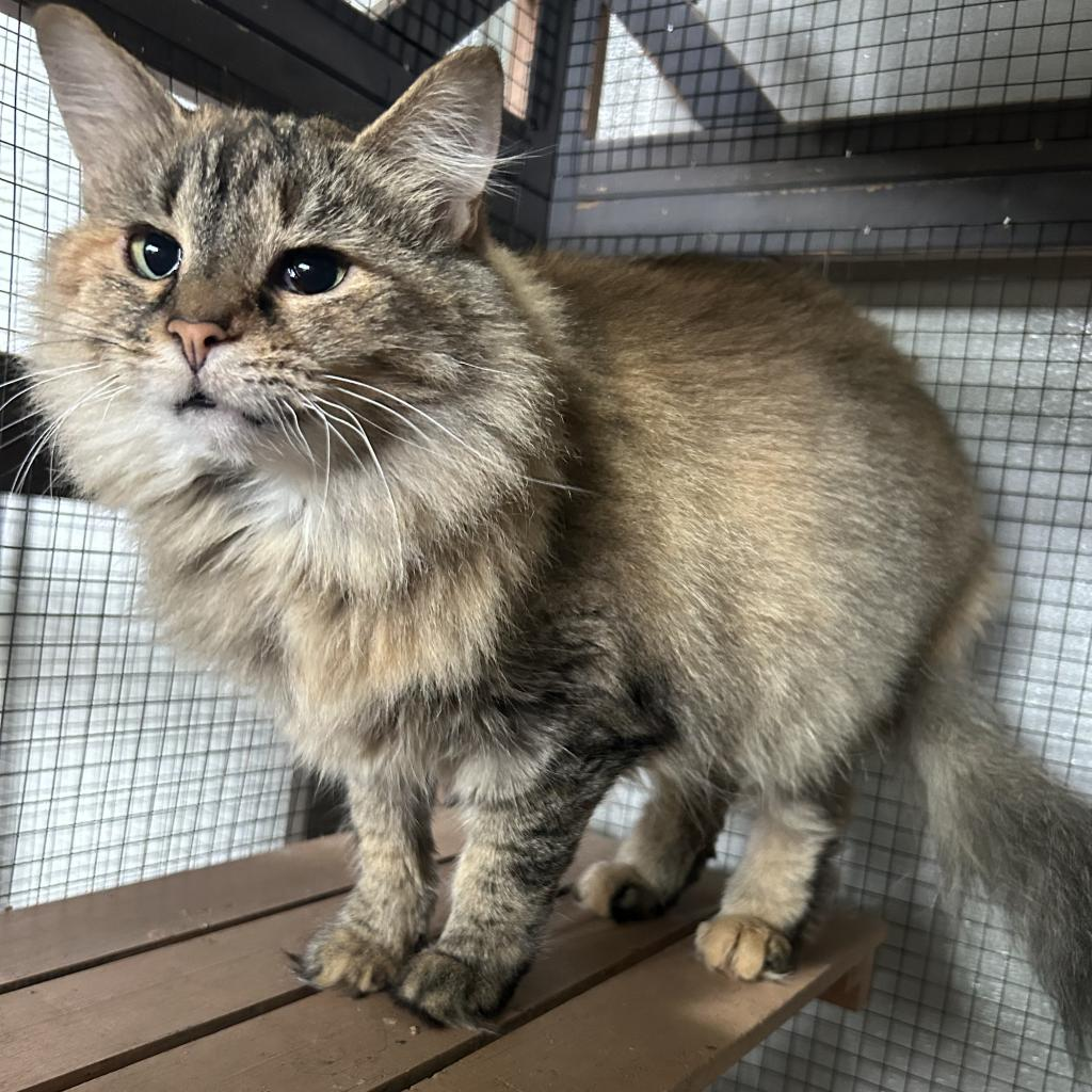 Angelicat