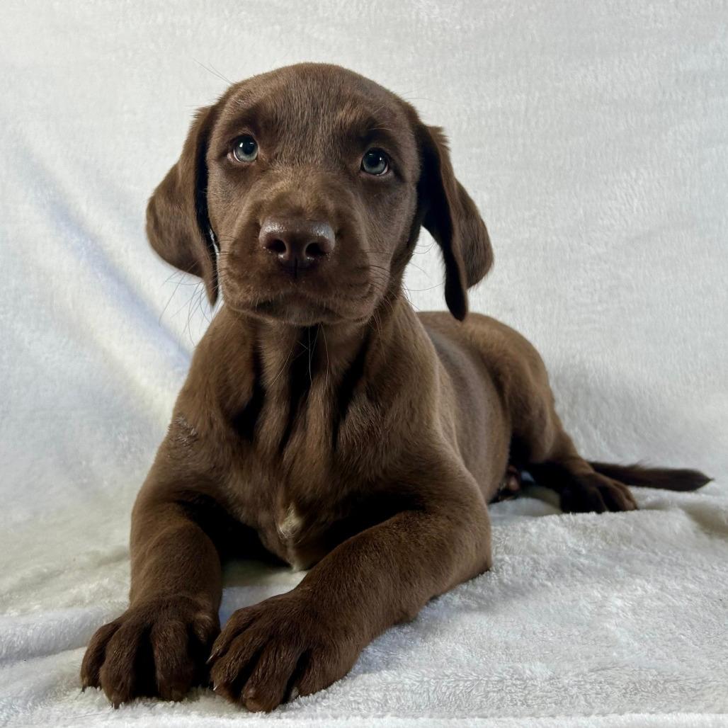 Cocoa