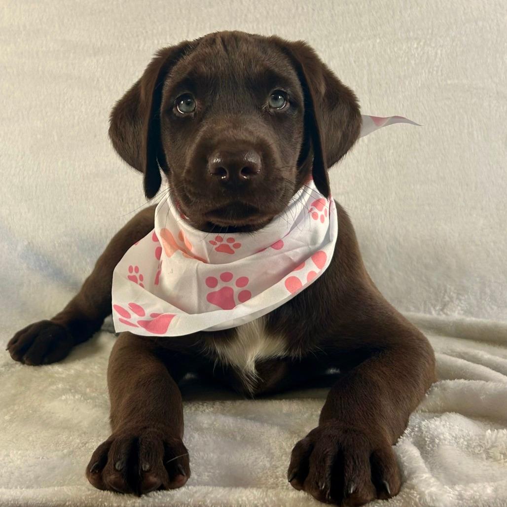 Milo