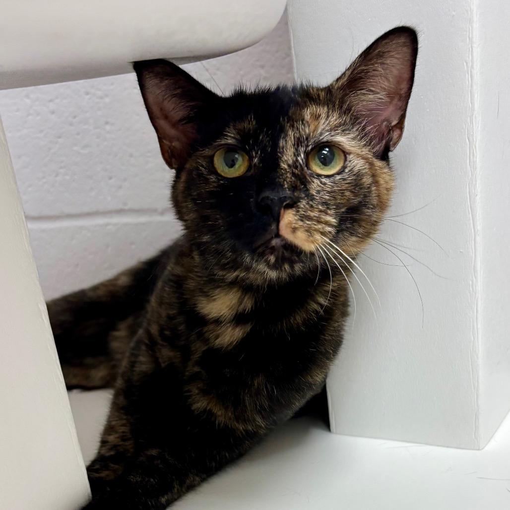 Torti