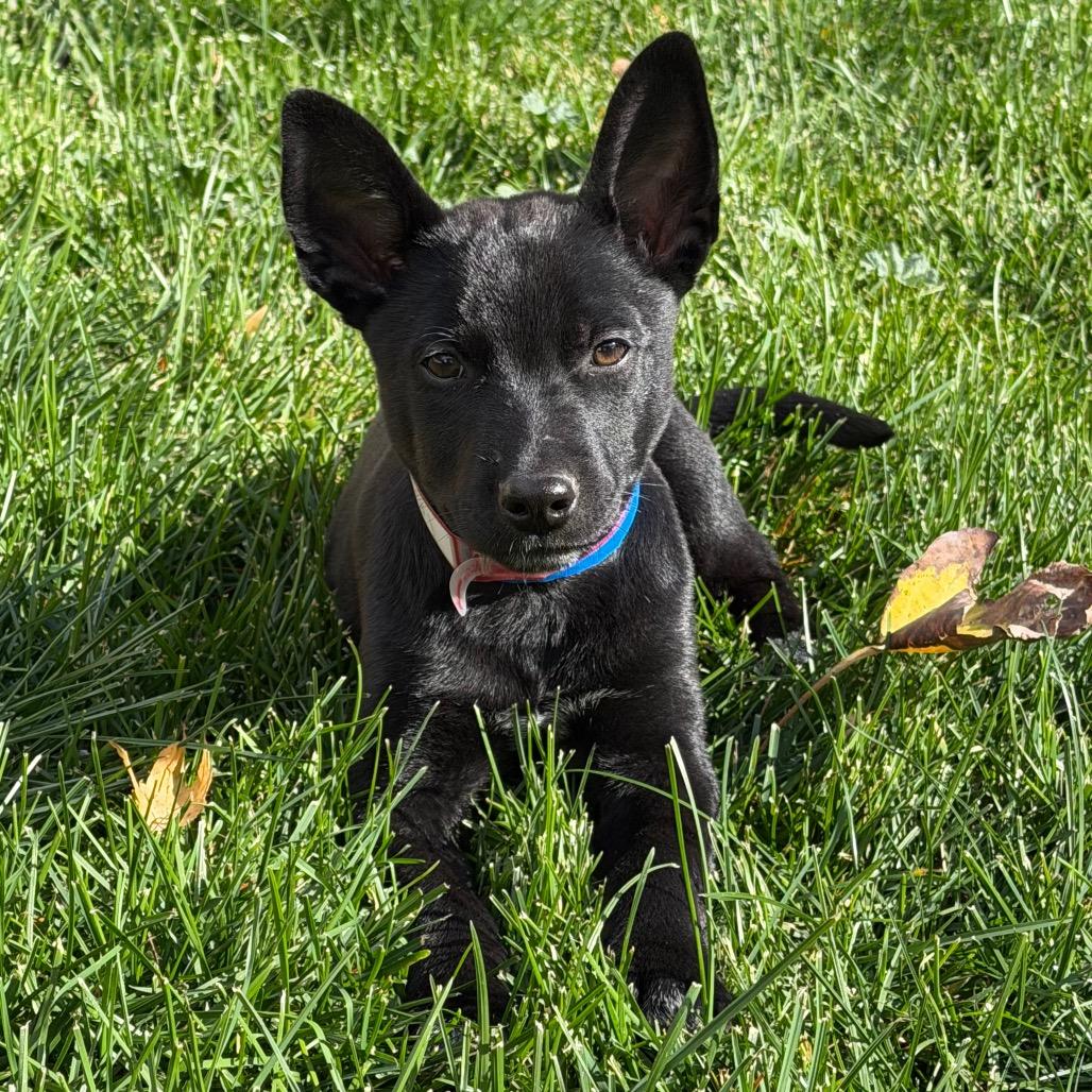 1191 (2026) Binx
