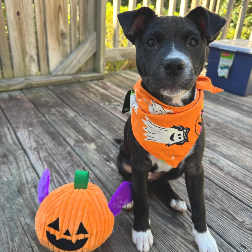 Sarabi Nala Pup