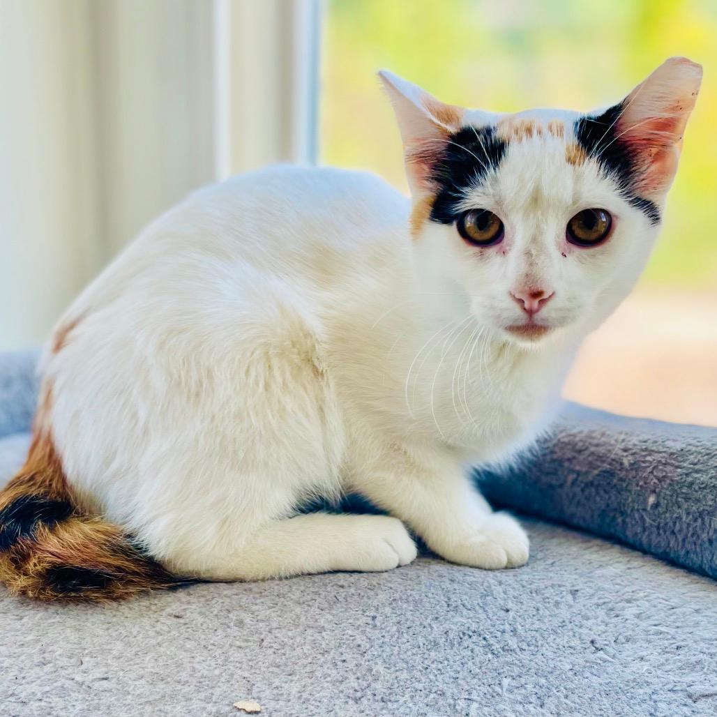 Lila